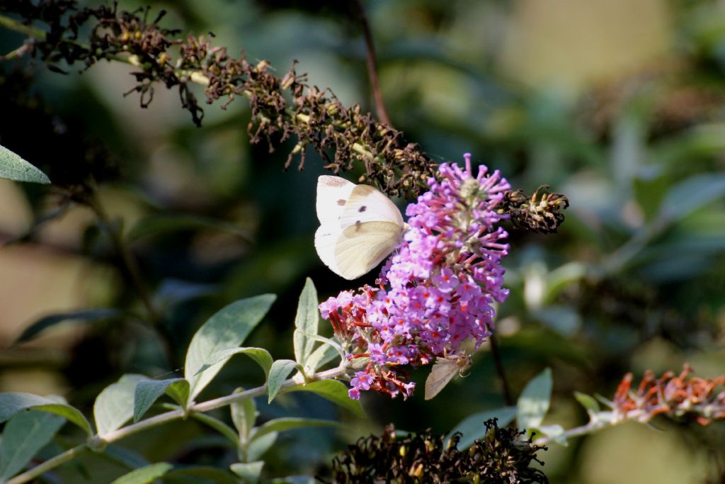 Pieris rapae